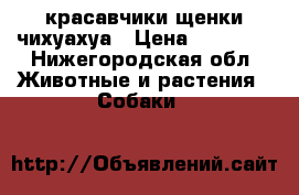 красавчики щенки чихуахуа › Цена ­ 10 000 - Нижегородская обл. Животные и растения » Собаки   